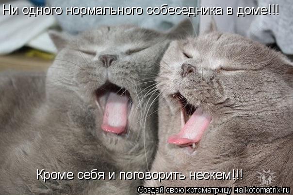 Ни одного нормального собеседника в доме!!! Кроме себя и поговорить нескем!!!... Котоматрица: Ни одного нормального собеседника в доме!!! Кроме себя и поговорить нескем!!!