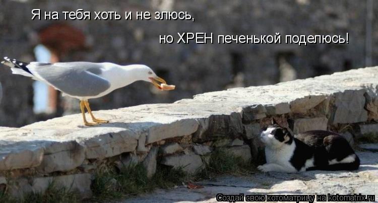 Я на тебя хоть и не злюсь, но ХРЕН печенькой поделюсь!... Котоматрица: Я на тебя хоть и не злюсь, но ХРЕН печенькой поделюсь!
