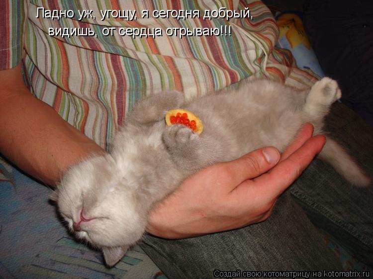 Ладно уж, угощу, я сегодня добрый, видишь, от сердца отрываю!!!... Котоматрица: Ладно уж, угощу, я сегодня добрый, видишь, от сердца отрываю!!!
