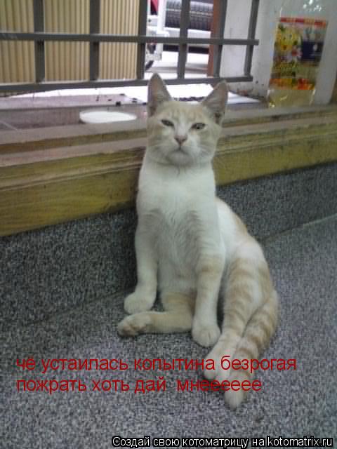 Котоматрица: чё устаилась копытина безрогая пожрать хоть дай  мнееееее