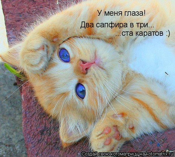 У меня глаза! Два сапфира в три... ...ста каратов :)... Котоматрица: У меня глаза! Два сапфира в три... ...ста каратов :)