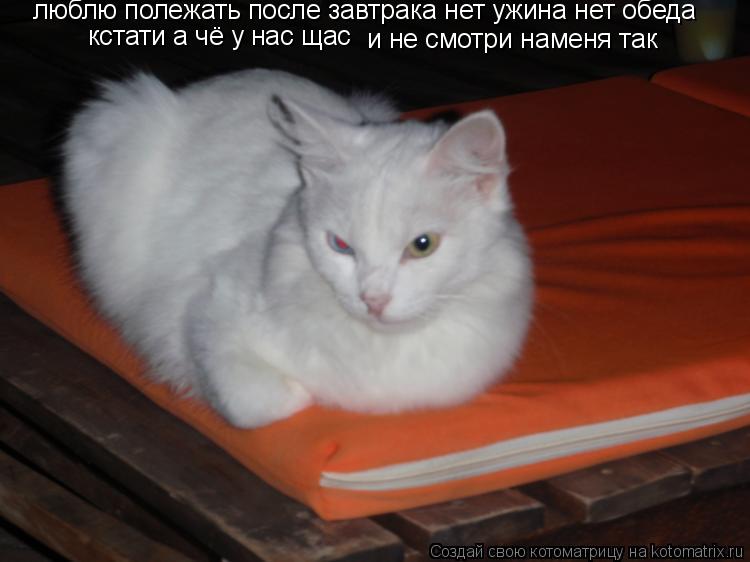 Котоматрица: люблю полежать после завтрака нет ужина нет обеда кстати а чё у нас щас  и не смотри наменя так