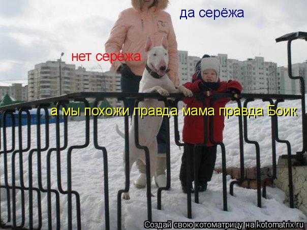 Котоматрица: а мы похожи правда мама правда Боик да серёжа нет серёжа