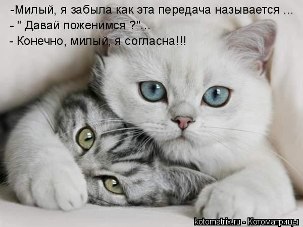 Котоматрица: -Милый, я забыла как эта передача называется ... - " Давай поженимся ?"... - Конечно, милый, я согласна!!!