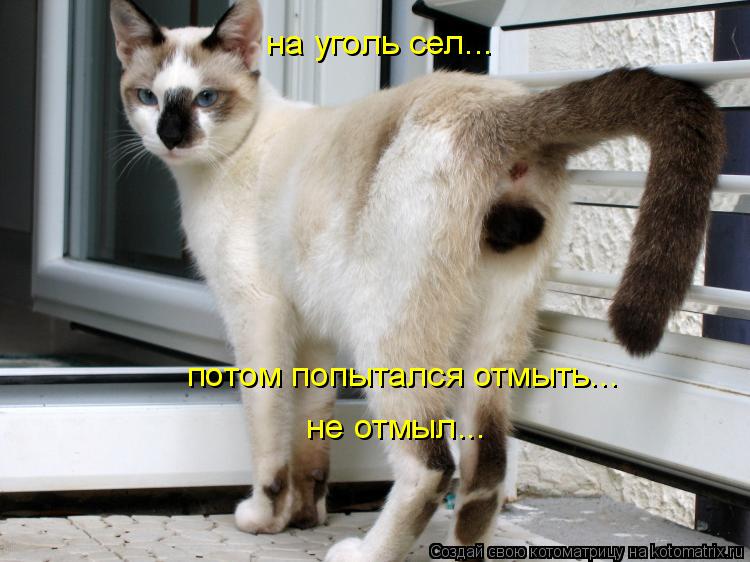 на уголь сел... потом попытался отмыть... не отмыл...... Котоматрица: на уголь сел... потом попытался отмыть... не отмыл...