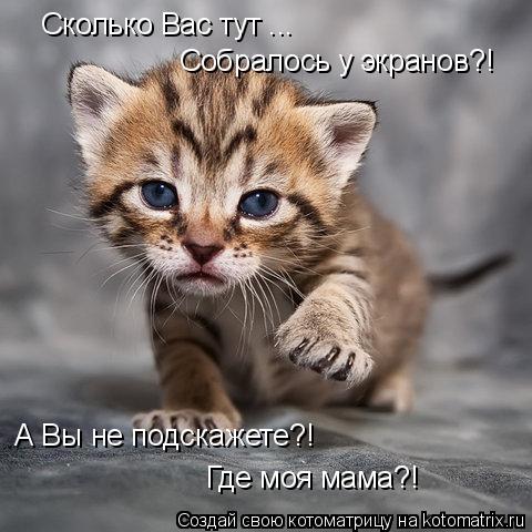 Сколько Вас тут ... Собралось у экранов?! А Вы не подскажете?! Где моя мама?!... Котоматрица: Сколько Вас тут ... Собралось у экранов?! А Вы не подскажете?! Где моя мама?!