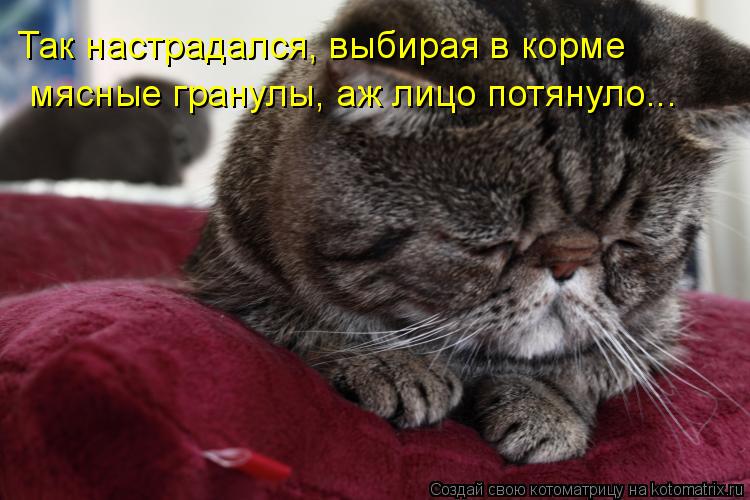 Так настрадался, выбирая в корме мясные гранулы, аж лицо потянуло...... Котоматрица: Так настрадался, выбирая в корме мясные гранулы, аж лицо потянуло...