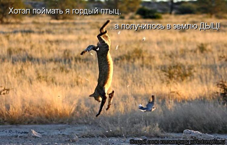 Хотэл поймать я гордый птыц, ..а получилось в землю ДЫЦ!... Котоматрица: Хотэл поймать я гордый птыц, ..а получилось в землю ДЫЦ!