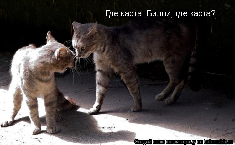 Котоматрица: Где карта, Билли, где карта?!