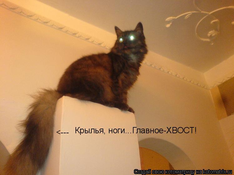 Котоматрица: <--- Крылья, ноги...Главное-ХВОСТ!