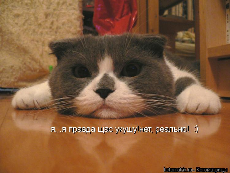 Котоматрица: я...я правда щас укушу!нет, реально! :)