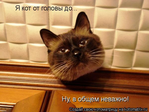 Котоматрица: Я кот от головы до... Ну, в общем неважно!