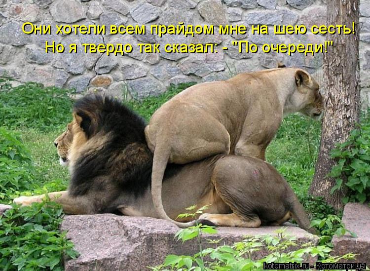 Но я твердо так сказал: - "По очереди!" Они хотели всем прайдом мне на шею сесть!... Котоматрица: Но я твердо так сказал: - "По очереди!" Они хотели всем прайдом мне на шею сесть!