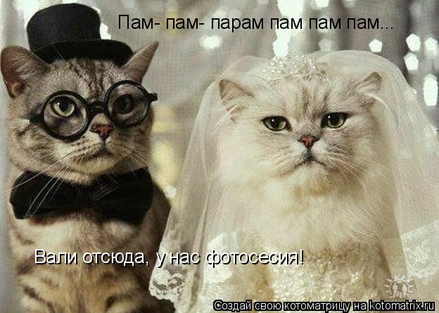 Котоматрица: Пам- пам- парам пам пам пам... Вали отсюда, у нас фотосесия!