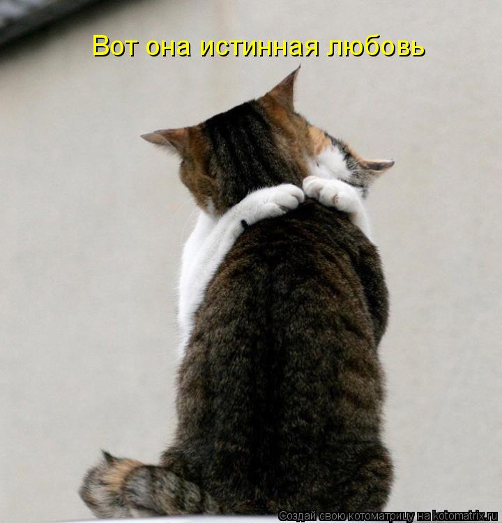 Вот она истинная любовь... Котоматрица: Вот она истинная любовь