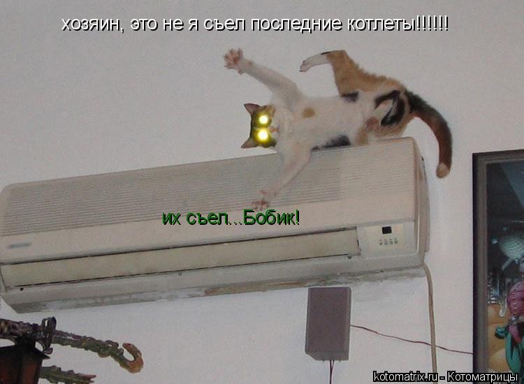 хозяин, это не я съел последние котлеты!!!!!! их съел...Бобик!... Котоматрица: хозяин, это не я съел последние котлеты!!!!!! их съел...Бобик!