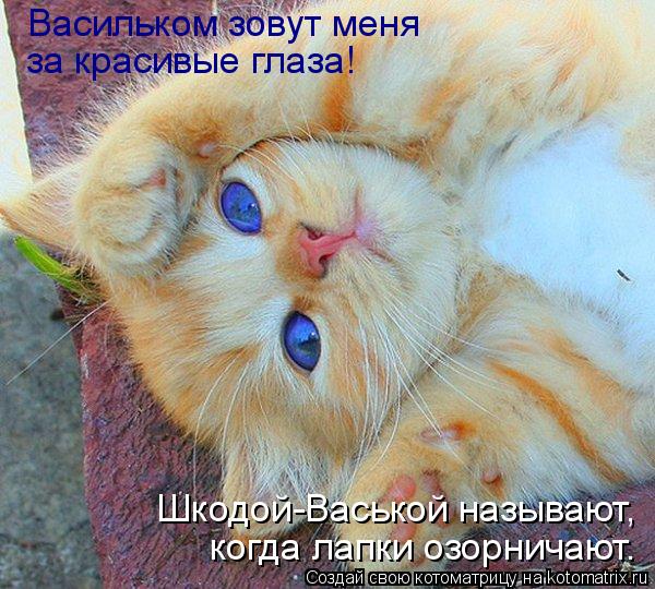 Котоматрица: Васильком зовут меня за красивые глаза! когда лапки озорничают. Шкодой-Васькой называют,