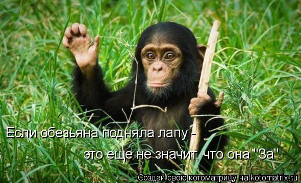 Если обезьяна подняла лапу - это еще не значит, что она "За"... Котоматрица: Если обезьяна подняла лапу - это еще не значит, что она "За"