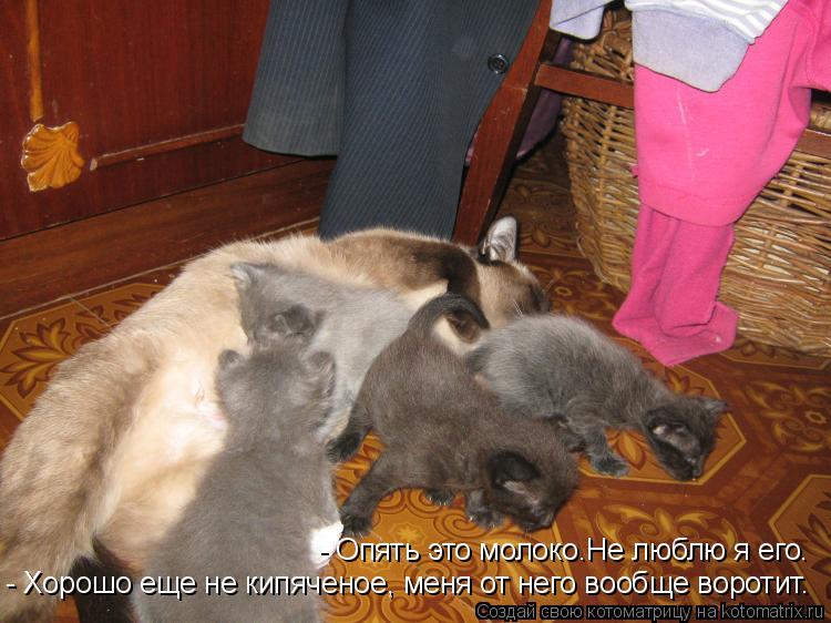 Котоматрица: - Опять это молоко.Не люблю я его. - Хорошо еще не кипяченое, меня от него вообще воротит.