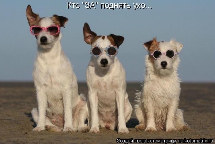Котоматрица: Кто "ЗА" поднять ухо...