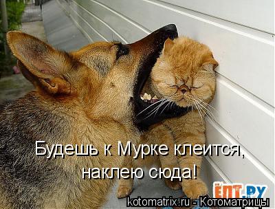 Котоматрица: Будешь к Мурке клеится, наклею сюда!