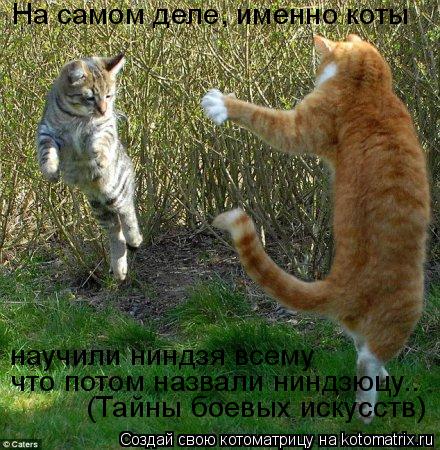 Котоматрица: На самом деле, именно коты научили ниндзя всему что потом назвали ниндзюцу.. (Тайны боевых искусств)