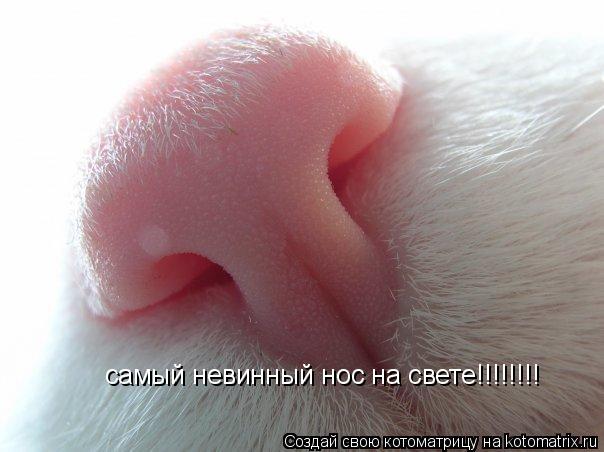 Котоматрица: самый невинный нос на свете!!!!!!!!