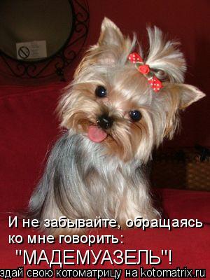 Котоматрица: И не забывайте, обращаясь ко мне говорить: "МАДЕМУАЗЕЛЬ"!
