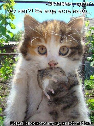 Котоматрица: -Экзамен, сдал? Ах нет?! Ее еще есть надо...