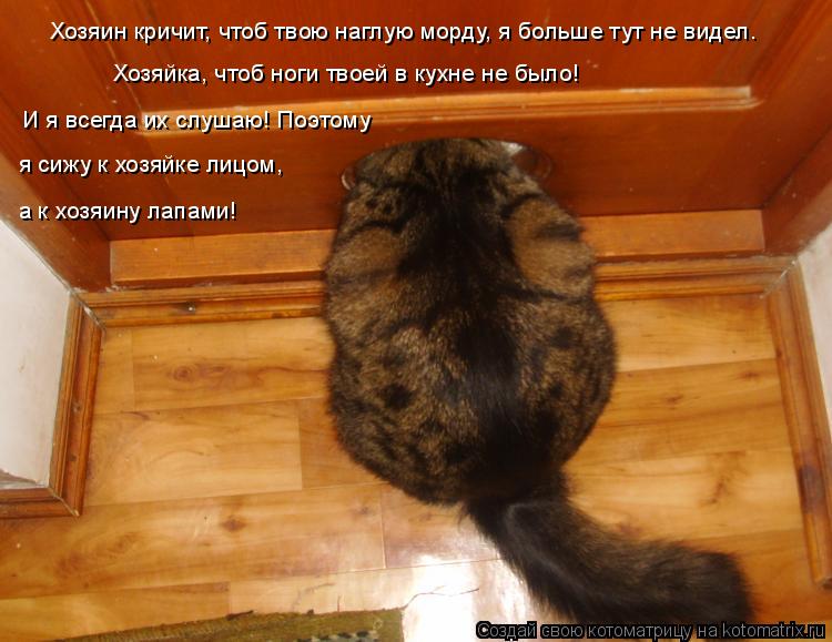 Котоматрица: Хозяин кричит, чтоб твою наглую морду, я больше тут не видел. Хозяйка, чтоб ноги твоей в кухне не было! я сижу к хозяйке лицом, а к хозяину лапа