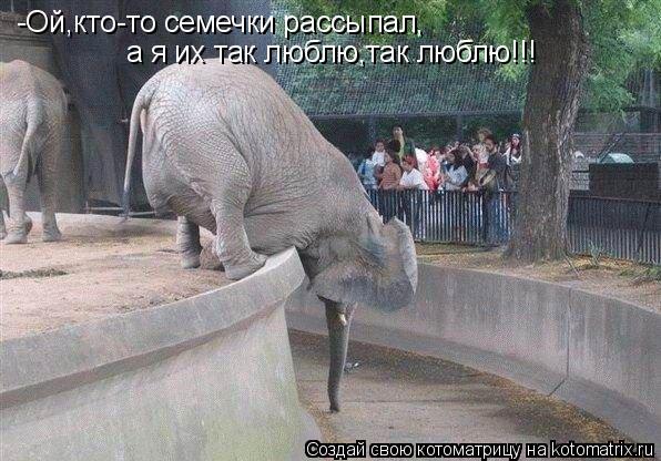 -Ой,кто-то семечки рассыпал, а я их так люблю,так люблю!!!... Котоматрица: -Ой,кто-то семечки рассыпал, а я их так люблю,так люблю!!!