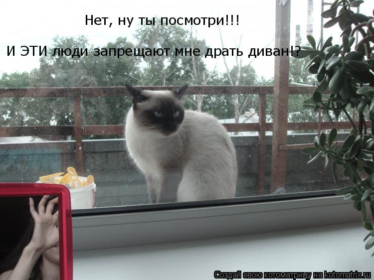 Нет, ну ты посмотри!!! И ЭТИ люди запрещают мне драть диван!?... Котоматрица: Нет, ну ты посмотри!!! И ЭТИ люди запрещают мне драть диван!?