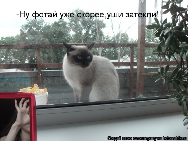 -Ну фотай уже скорее,уши затекли!!!... Котоматрица: -Ну фотай уже скорее,уши затекли!!!