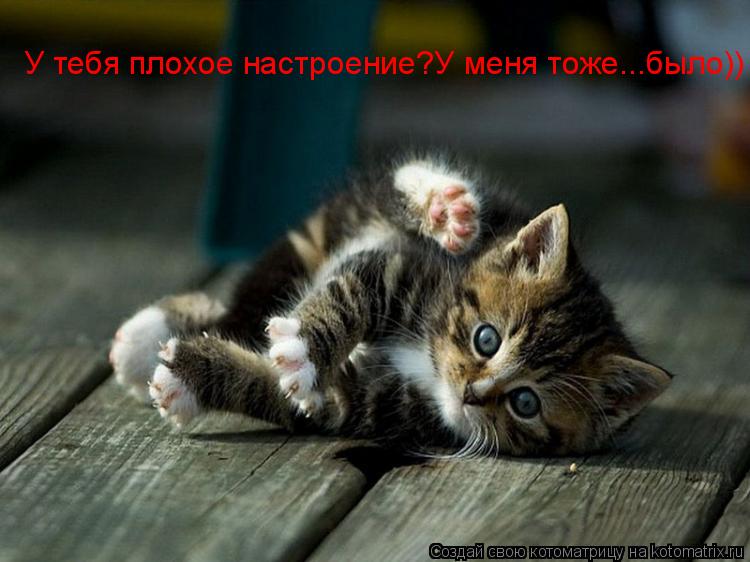 Котоматрица: У тебя плохое настроение?У меня тоже...было))
