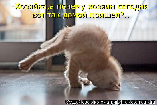 -Хозяйка,а почему хозяин сегодня вот так домой пришел?..... Котоматрица: -Хозяйка,а почему хозяин сегодня вот так домой пришел?..