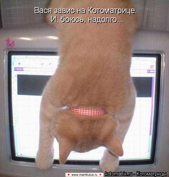 Вася завис на Котоматрице. И, боюсь, надолго...... Котоматрица: Вася завис на Котоматрице. И, боюсь, надолго...