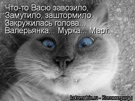 Котоматрица: Что-то Васю завозило, Замутило, заштормило. Закружилась голова... Валерьянка... Мурка... Март.