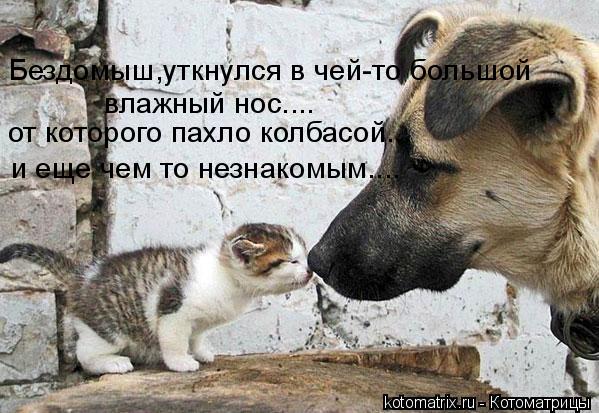 Бездомыш,уткнулся в чей-то большой влажный нос.... от которого пахло колбасой... и еще чем то незнако... Котоматрица: Бездомыш,уткнулся в чей-то большой влажный нос.... от которого пахло колбасой... и еще чем то незнакомым....