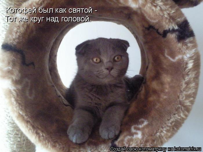Котофей был как святой - Тот же круг над головой.... Котоматрица: Котофей был как святой - Тот же круг над головой.