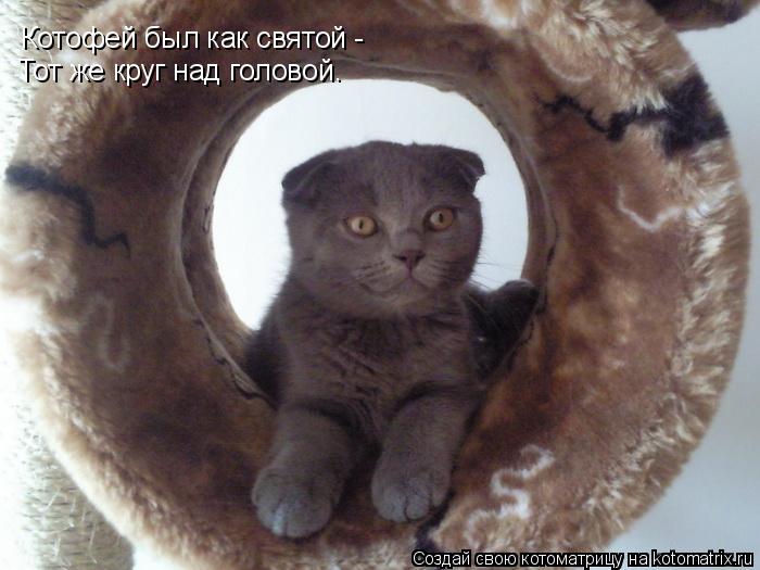 Котоматрица: Котофей был как святой -  Тот же круг над головой.