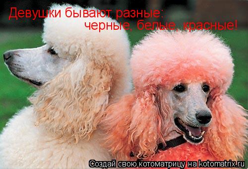 Девушки бывают разные: черные, белые, красные!... Котоматрица: Девушки бывают разные: черные, белые, красные!