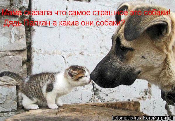 Мама сказала что самое страшное это собаки! Дядь Палкан а какие они собаки?... Котоматрица: Мама сказала что самое страшное это собаки! Дядь Палкан а какие они собаки?