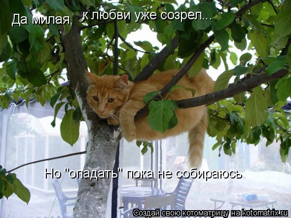Да милая, к любви уже созрел... Но "опадать" пока не собираюсь... Котоматрица: Да милая, к любви уже созрел... Но "опадать" пока не собираюсь