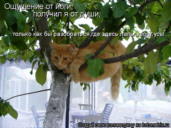 Ощущение от йоги, получил я от души, только как бы разобраться,где здесь лапы,хвост,усы...???... Котоматрица: Ощущение от йоги, получил я от души, только как бы разобраться,где здесь лапы,хвост,усы...???