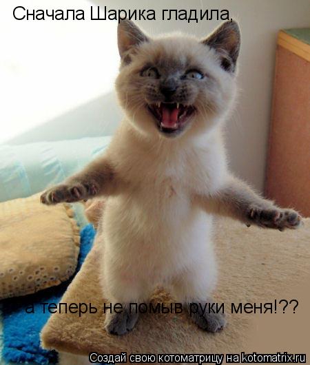 Сначала Шарика гладила, а теперь не помыв руки меня!??... Котоматрица: Сначала Шарика гладила, а теперь не помыв руки меня!??