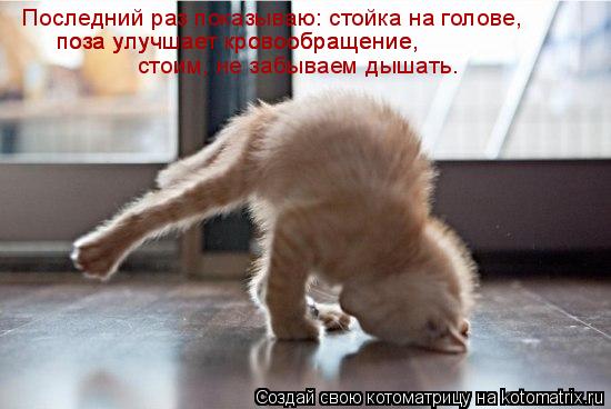 Последний раз показываю: стойка на голове, поза улучшает кровообращение, поза улучшает кровообращен... Котоматрица: Последний раз показываю: стойка на голове, поза улучшает кровообращение, поза улучшает кровообращение, стоим, не забываем дышать…