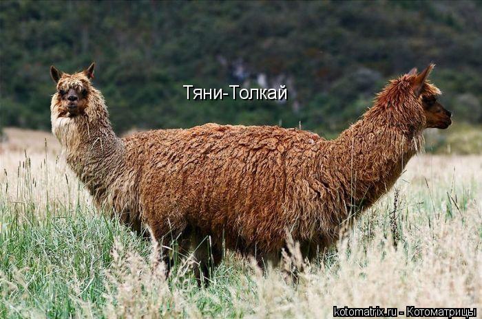Тяни-Толкай... Котоматрица: Тяни-Толкай