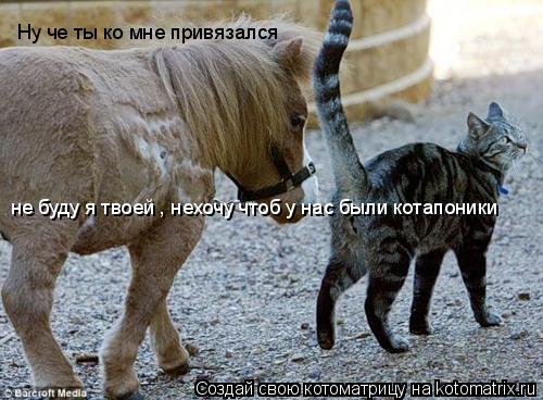 не буду я твоей , нехочу чтоб у нас были котапоники Ну че ты ко мне привязался... Котоматрица: не буду я твоей , нехочу чтоб у нас были котапоники Ну че ты ко мне привязался