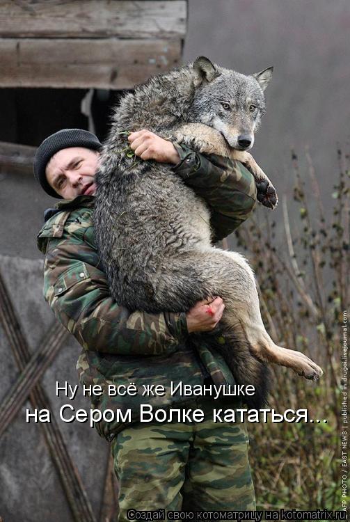 Ну не всё же Иванушке на Сером Волке кататься...... Котоматрица: Ну не всё же Иванушке на Сером Волке кататься...