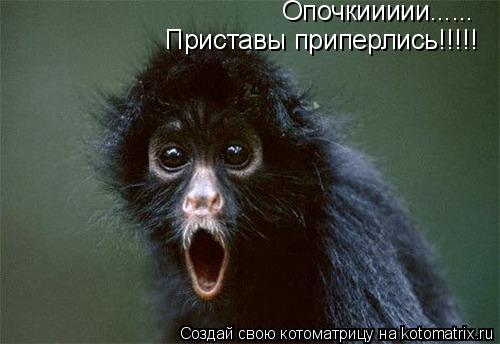 Опочкиииии...... Приставы приперлись!!!!!... Котоматрица: Опочкиииии...... Приставы приперлись!!!!!